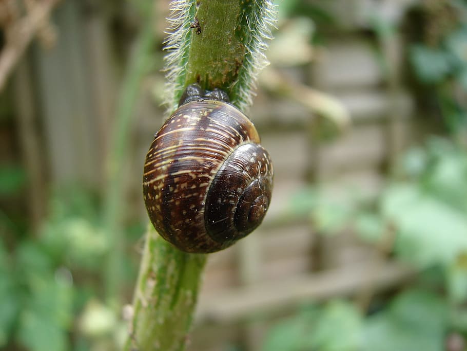 brown snail crawling on green steam, shell, nature, animals HD wallpaper