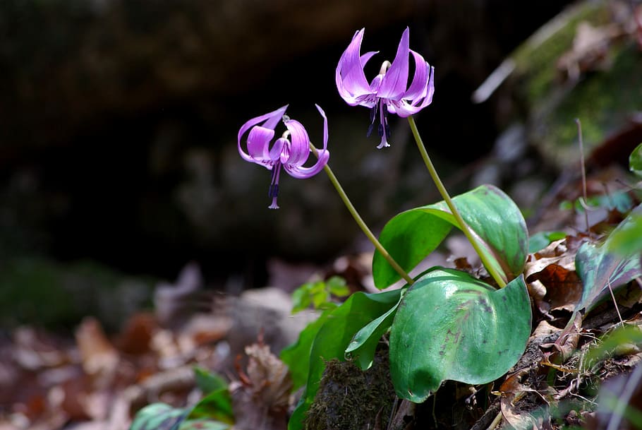 close-up photo of two purple flowers, nature, plants, leaf HD wallpaper
