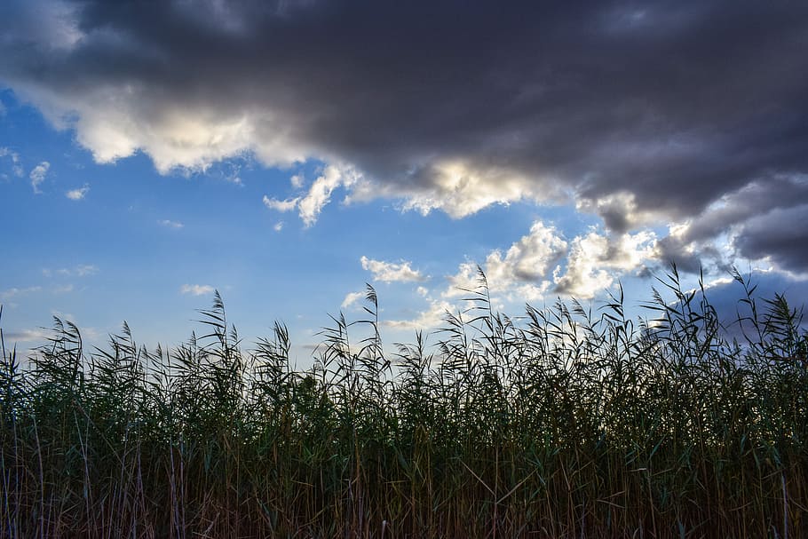 reeds, swamp, sky, clouds, nature, cloud - sky, plant, growth HD wallpaper