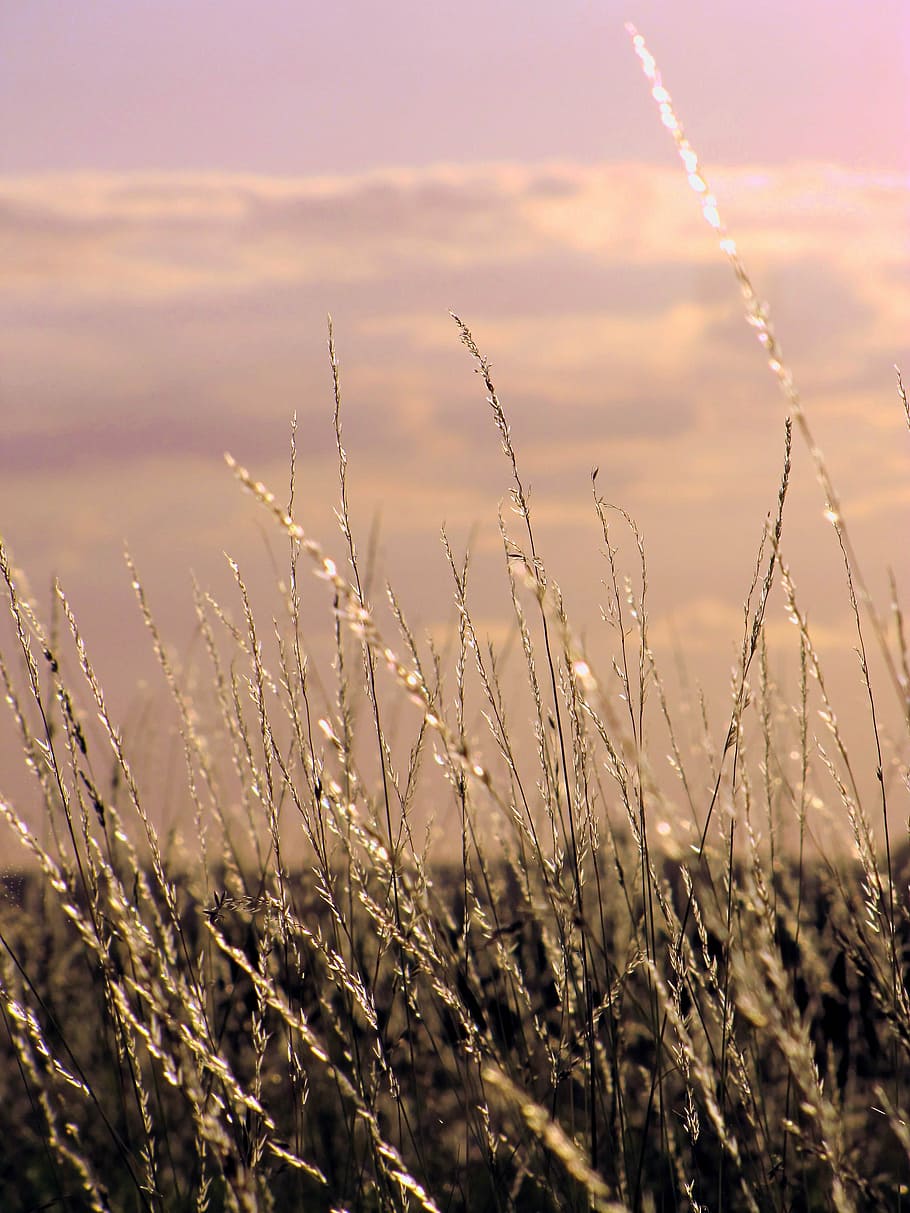 grasses, sunlight, sky, mood, nature, atmosphere, plant, beauty in nature HD wallpaper