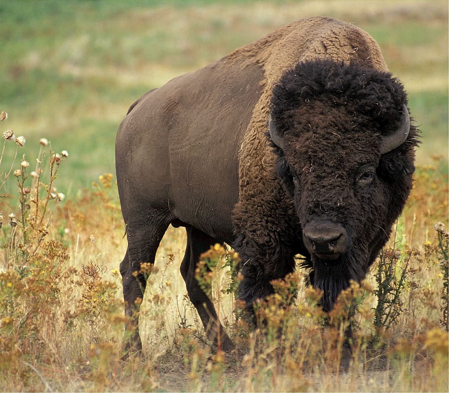 brown bison standing on green grass field during daytime, buffalo