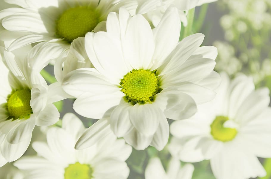 white petal flower, flowers, plants, nature, macro, background, HD wallpaper