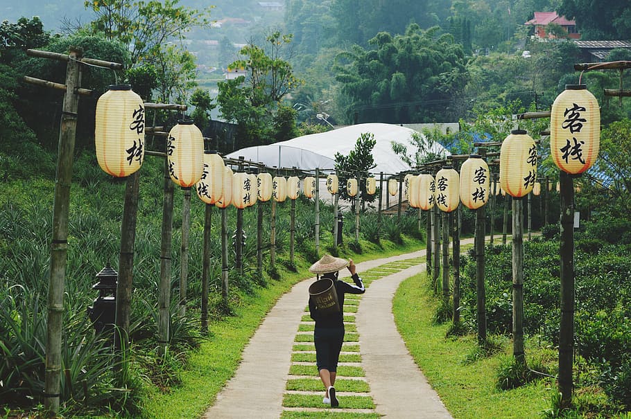 person walking between bamboo post surrounded by green leafed trees HD wallpaper