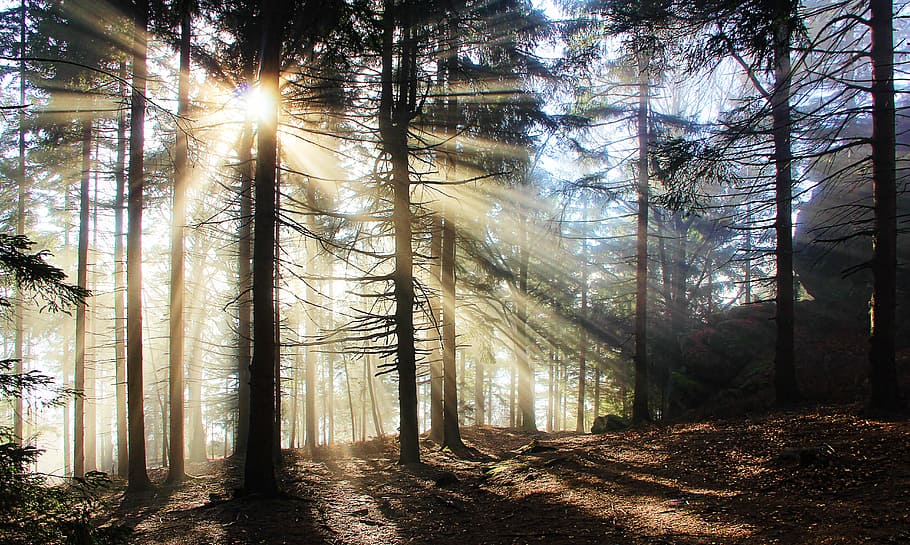 sun rays on trees, fog, bill, atmosphere, forest, glade, mystical HD wallpaper