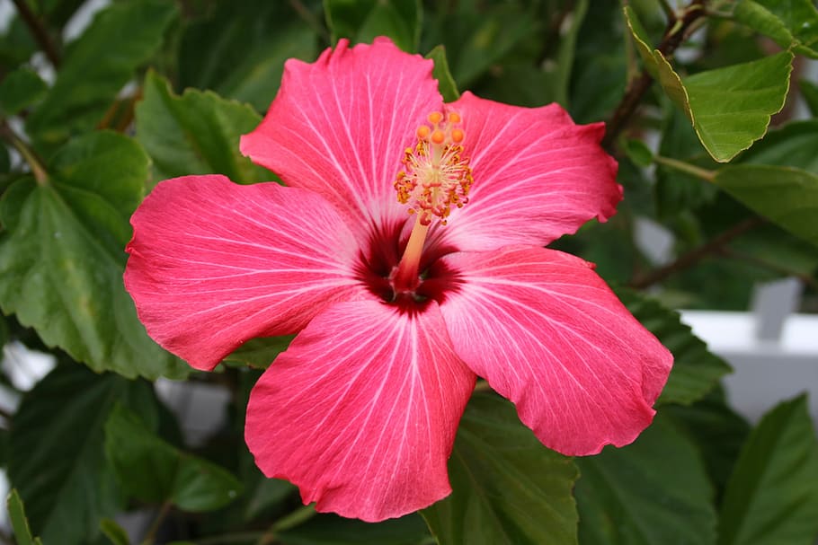 selective focus of pink hibiscus flower, Plant, Petal, red, tropical