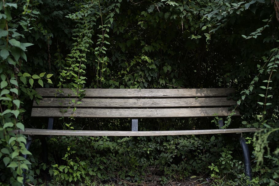 bench, wood, leaf, nature, garden, plant, seat, empty, park HD wallpaper