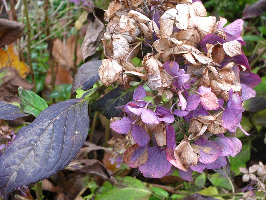 hydrangea, blossom, bloom, autumn, nature, leaves, plant, flower HD wallpaper