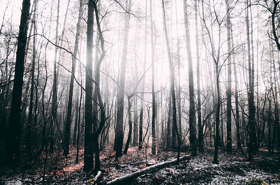 forest, trees, nature, winter forest, tree trunks, wild wood HD wallpaper