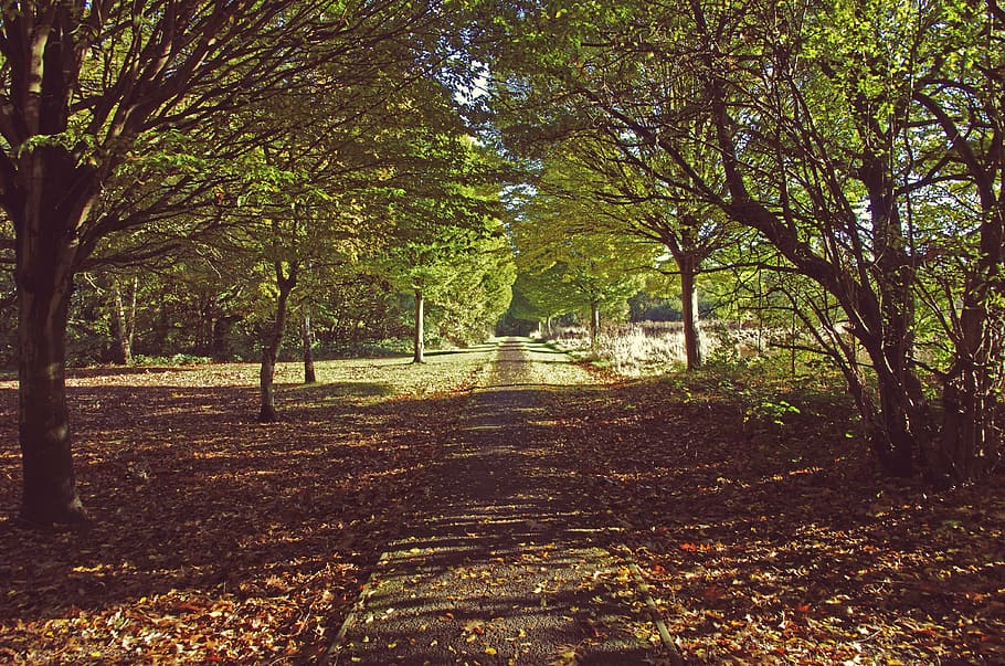 nature, trees, path, green, natural, landscape, season, forest HD wallpaper