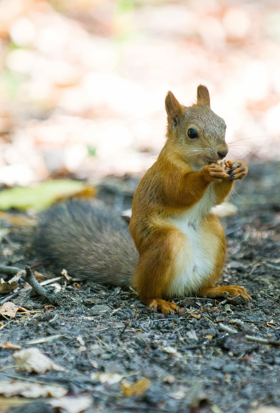 red squirrel, eating, nibbles, redhead, animal, walnut, rodents HD wallpaper