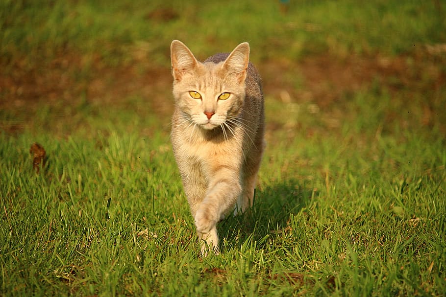 cat, kitten, mieze, mackerel, breed cat, tiger cat, domestic HD wallpaper