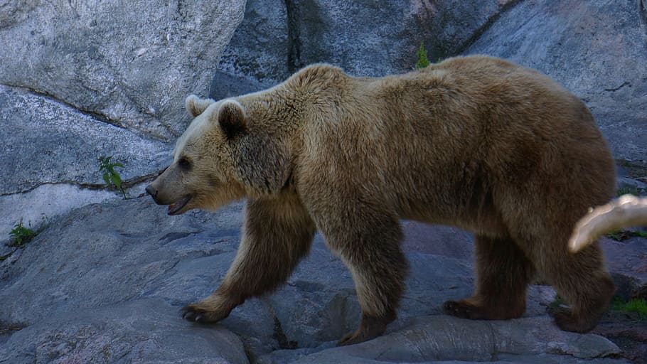 bear, teddy bear, predator, zoo, the bear, ozone, animal, mammal HD wallpaper