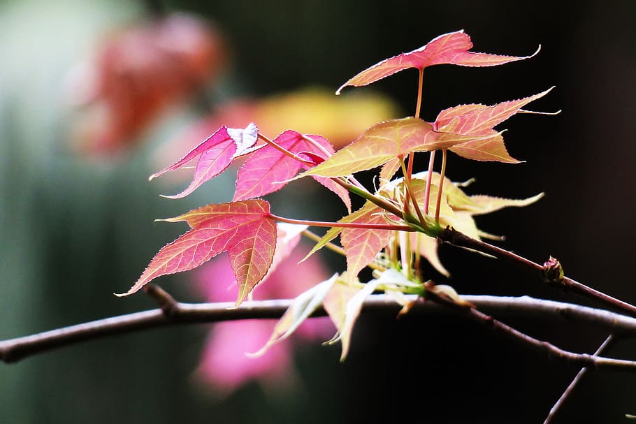leaf, nature, plant, flower, garden, tree, close-up, beautiful HD wallpaper