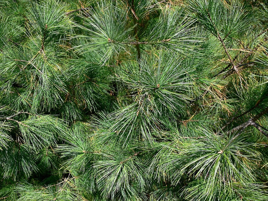 fir, tree, evergreen, spiky, spiny, needles, fir tree, christmas HD wallpaper