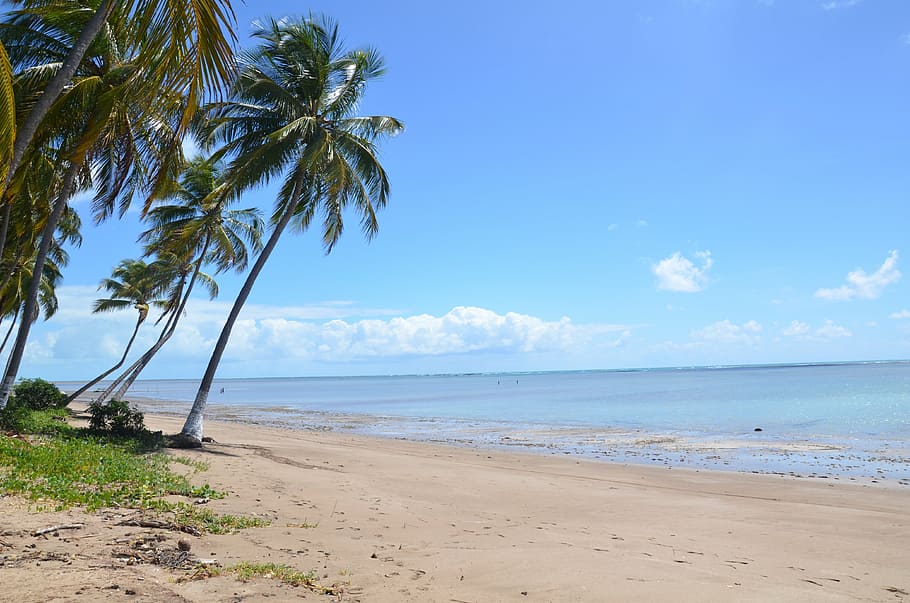 beach, palm tree, sea, land, water, sky, beauty in nature, tropical climate HD wallpaper