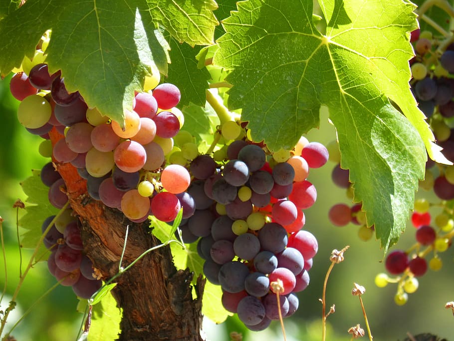 shallow focus photography of grapes, wine, vine, maturation HD wallpaper