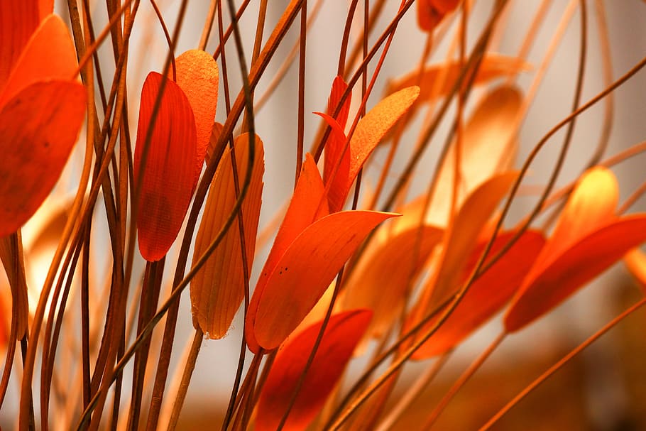 Selective Focus Photography of Orange Petaled Flowers, blur, bright HD wallpaper
