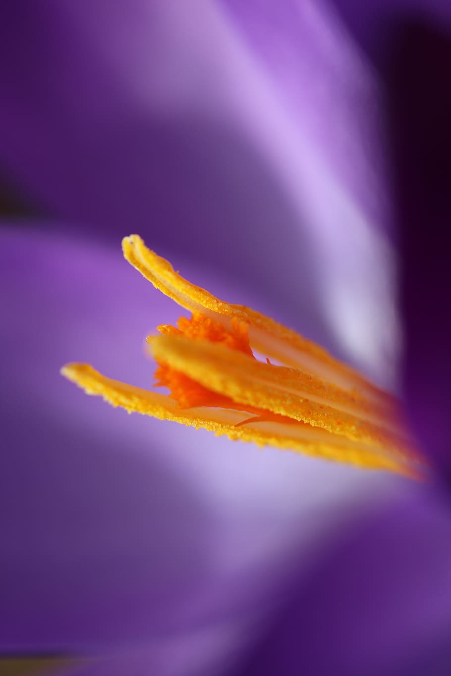 spring, crocus, flower, nature, macro, blossom, bloom, garden HD wallpaper
