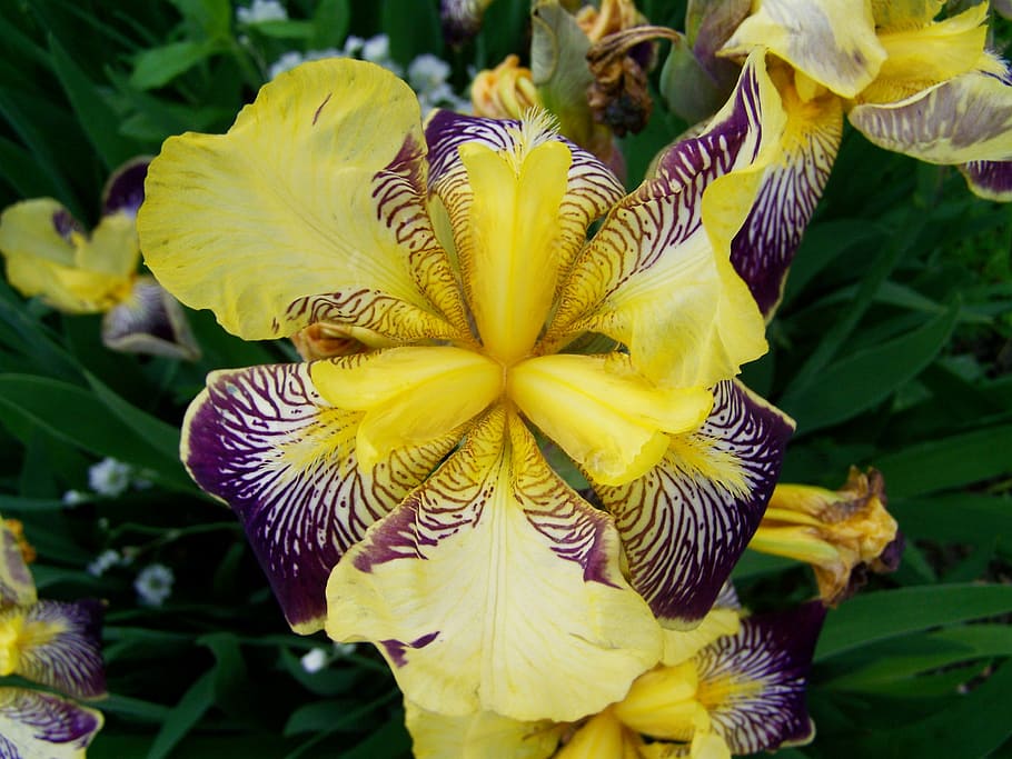 iris, fleur-de-lis, spring flower, flowering plant, vulnerability HD wallpaper