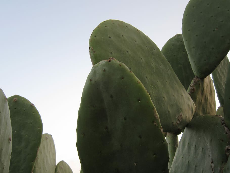 Cactus, Prickly Pear, Spur, green, cactus greenhouse, plant HD wallpaper