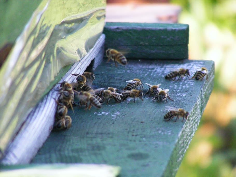 Bees, Hive, Beehive, Swarm, Insects, flying, honey, beekeeping HD wallpaper