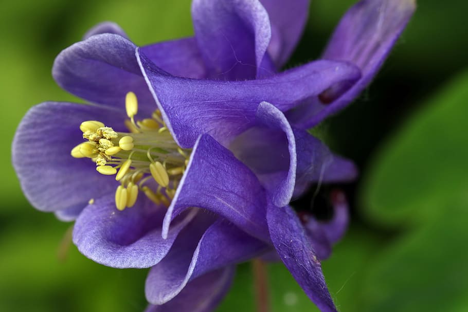 orlik, flower, violet, spring, macro, nature, garden, closeup, HD wallpaper