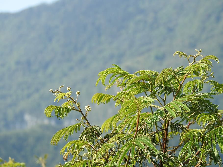 leaves, landscape, nature, tree, green, peace, branch, forest HD wallpaper