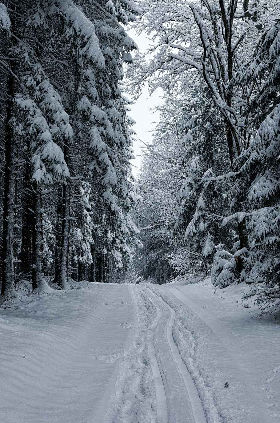 snow covered trees, winter, wood, cold, landscape, ice, nature HD wallpaper
