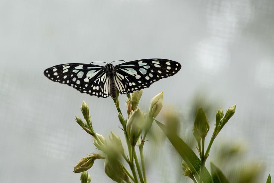 butterfly, insect, close up, macro, invertebrate, flower, beauty in nature HD wallpaper