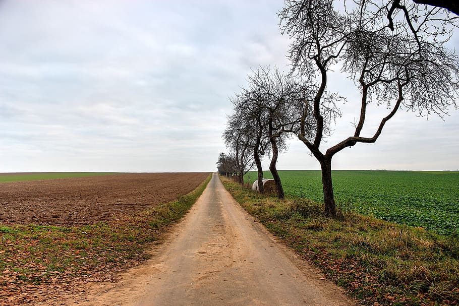 lane, trees, nature, landscape, away, sky, go for a walk, green HD wallpaper