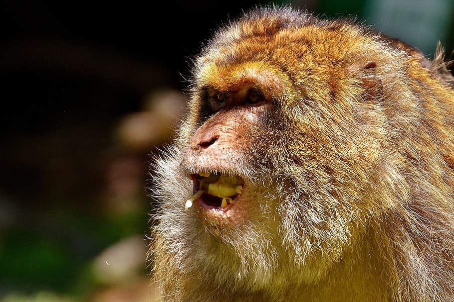 ape, barbary ape, endangered species, monkey mountain salem