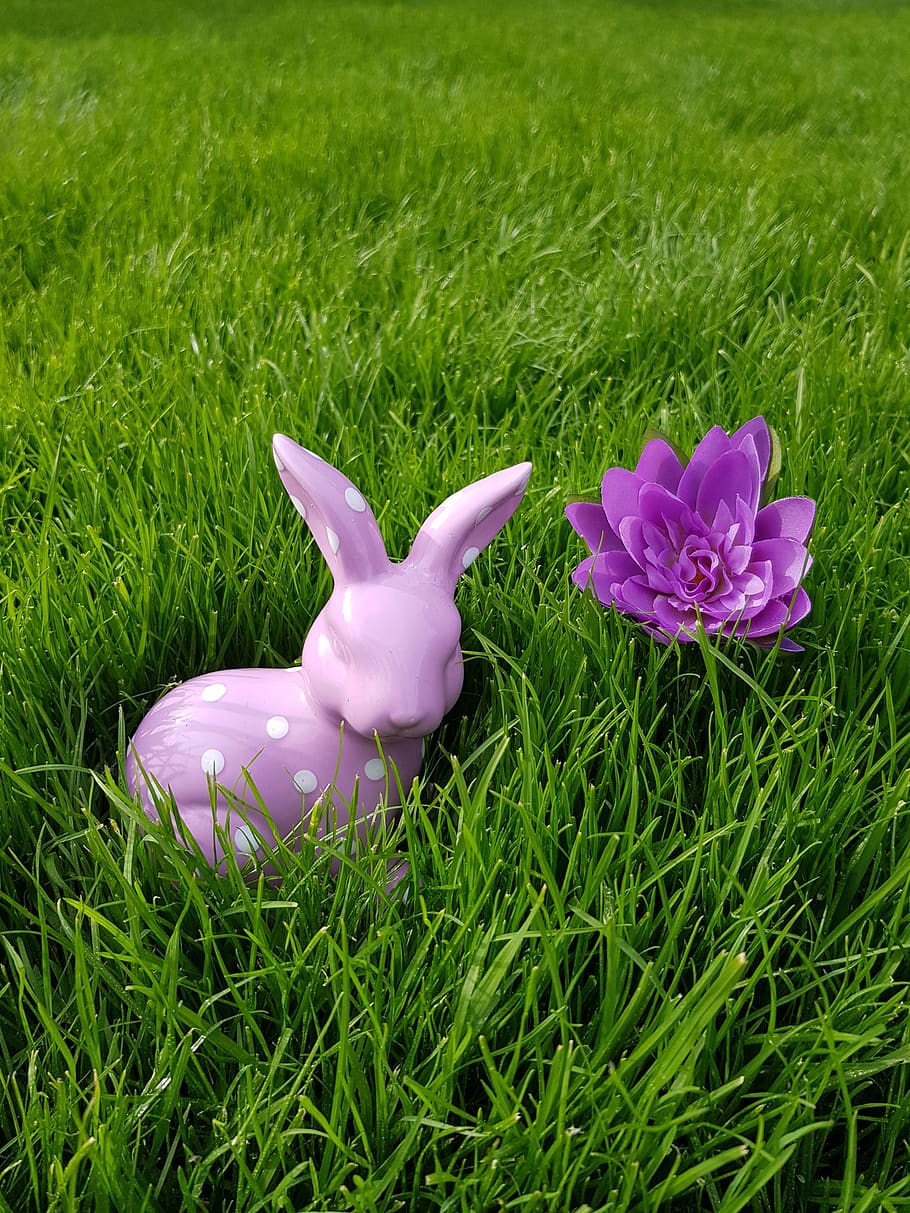 grass, meadow, easter, field, plant, green color, nature, land HD wallpaper
