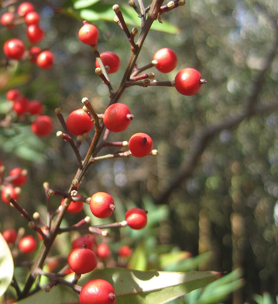 berries, red, round, bright, stalks, garden, fruit, food, food and drink HD wallpaper