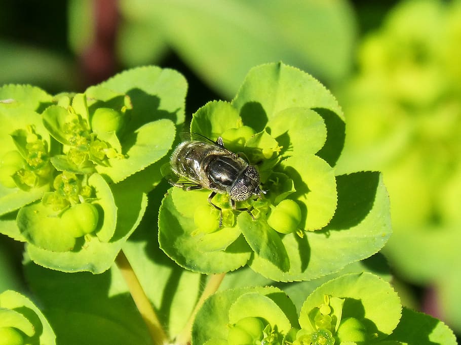 pixelated eyes bee, hoverfly, flower, libar, eyes compounds HD wallpaper