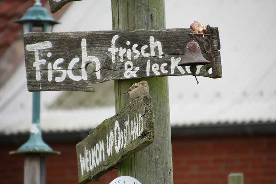 shield, fish, directory, invitation, sparrow, woods, advertising HD wallpaper