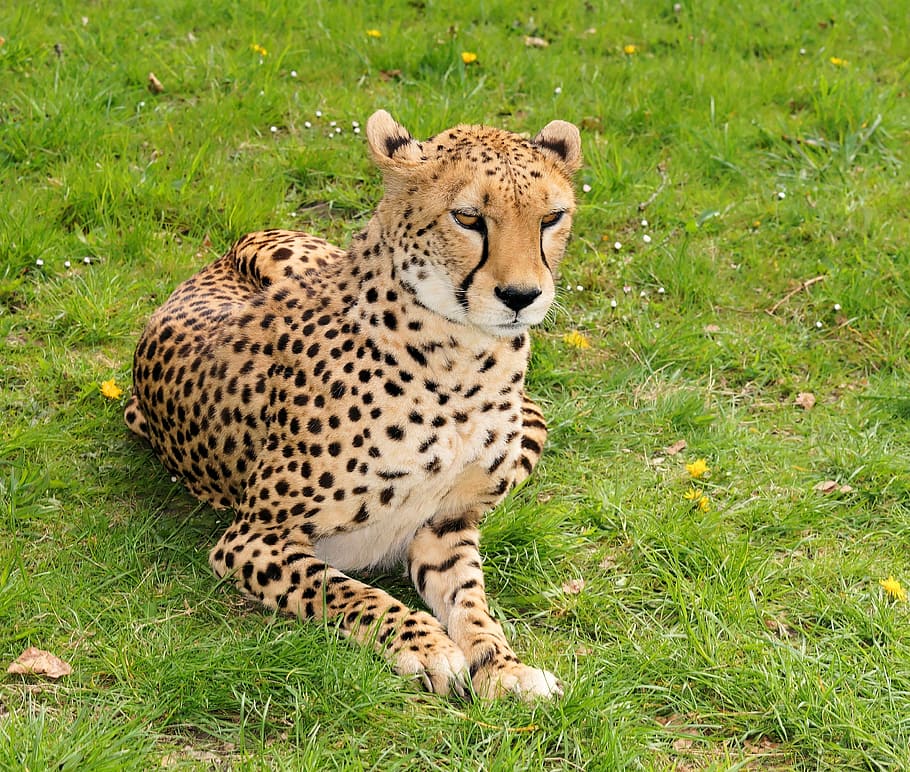 wildcat, large wild cat, cheetah, hunter, fast, nature, fur HD wallpaper