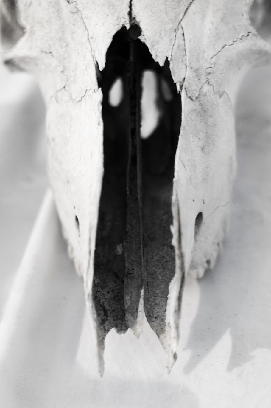 carcass, bones, skull, chipped, no people, close-up, animal body part HD wallpaper