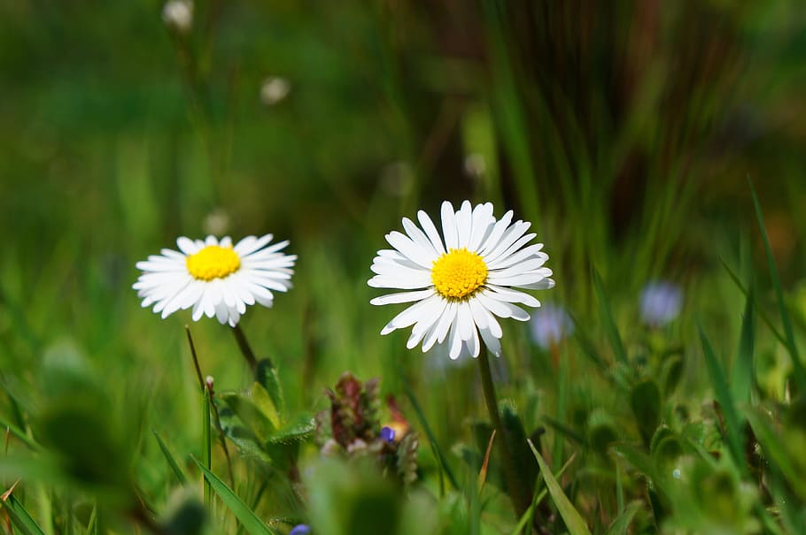 photo of two white daisy flowers, blossom, bloom, meadow, grass HD wallpaper