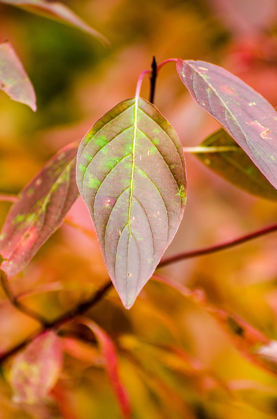 Leaf, Leaves, Autumn, Fall, fall leaves, red, foliage, green HD wallpaper