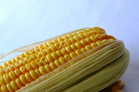 corn, maize, vegetables, grain, organic, harvest, nutrition HD wallpaper