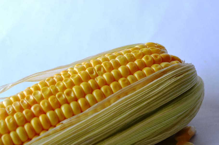 corn, maize, vegetables, grain, organic, harvest, nutrition HD wallpaper