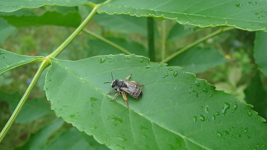 nature, leaf, insect, flora, bee, plant part, invertebrate HD wallpaper