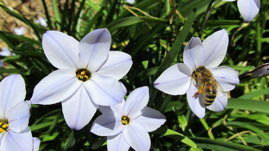 bee, on, mauve, flower, bulb, flowering plant, petal, freshness HD wallpaper