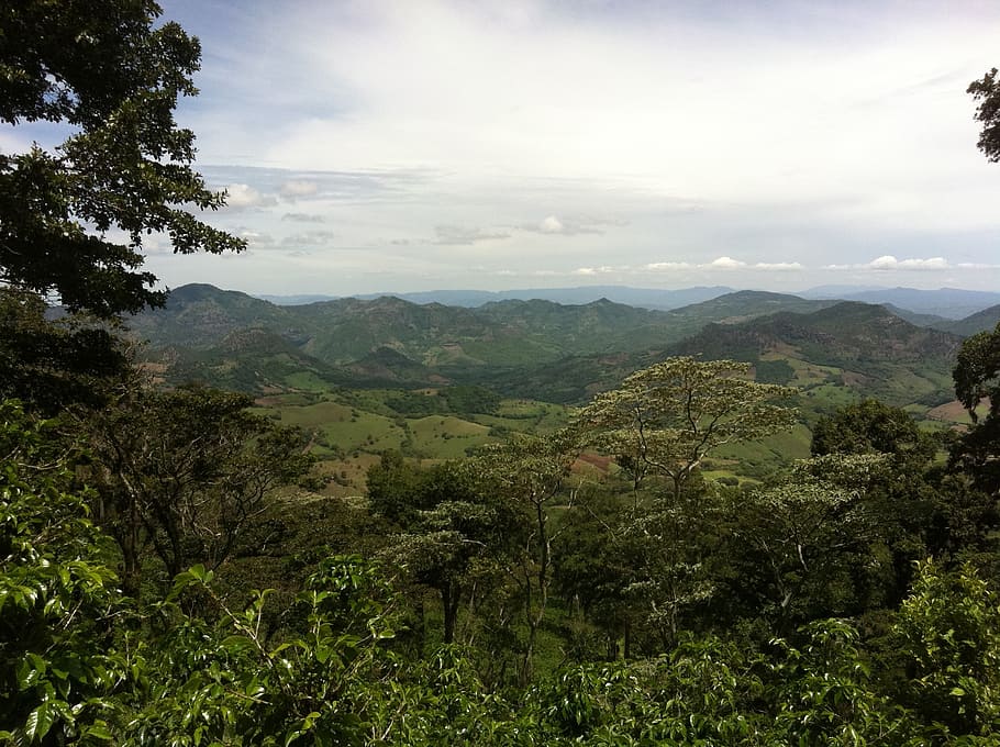 HD wallpaper: green trees at daytime, plantation, coffee, nicaragua ...