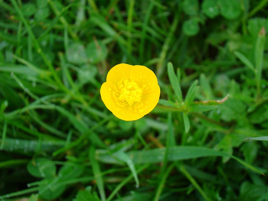 buttercup, flower, yellow, plant, growth, freshness, close-up HD wallpaper