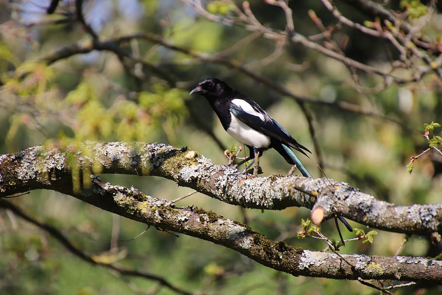 walk, birds, corvidae, pen, plumage, tree, beak, ornithology HD wallpaper