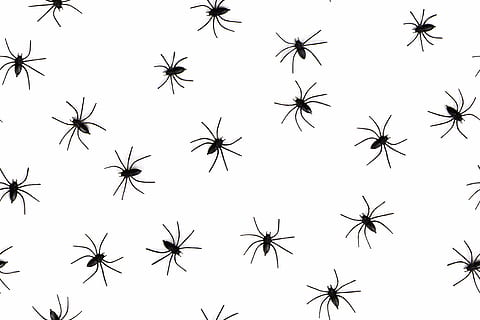 black spiders illustration, animals, arachnophobia, seamless HD wallpaper