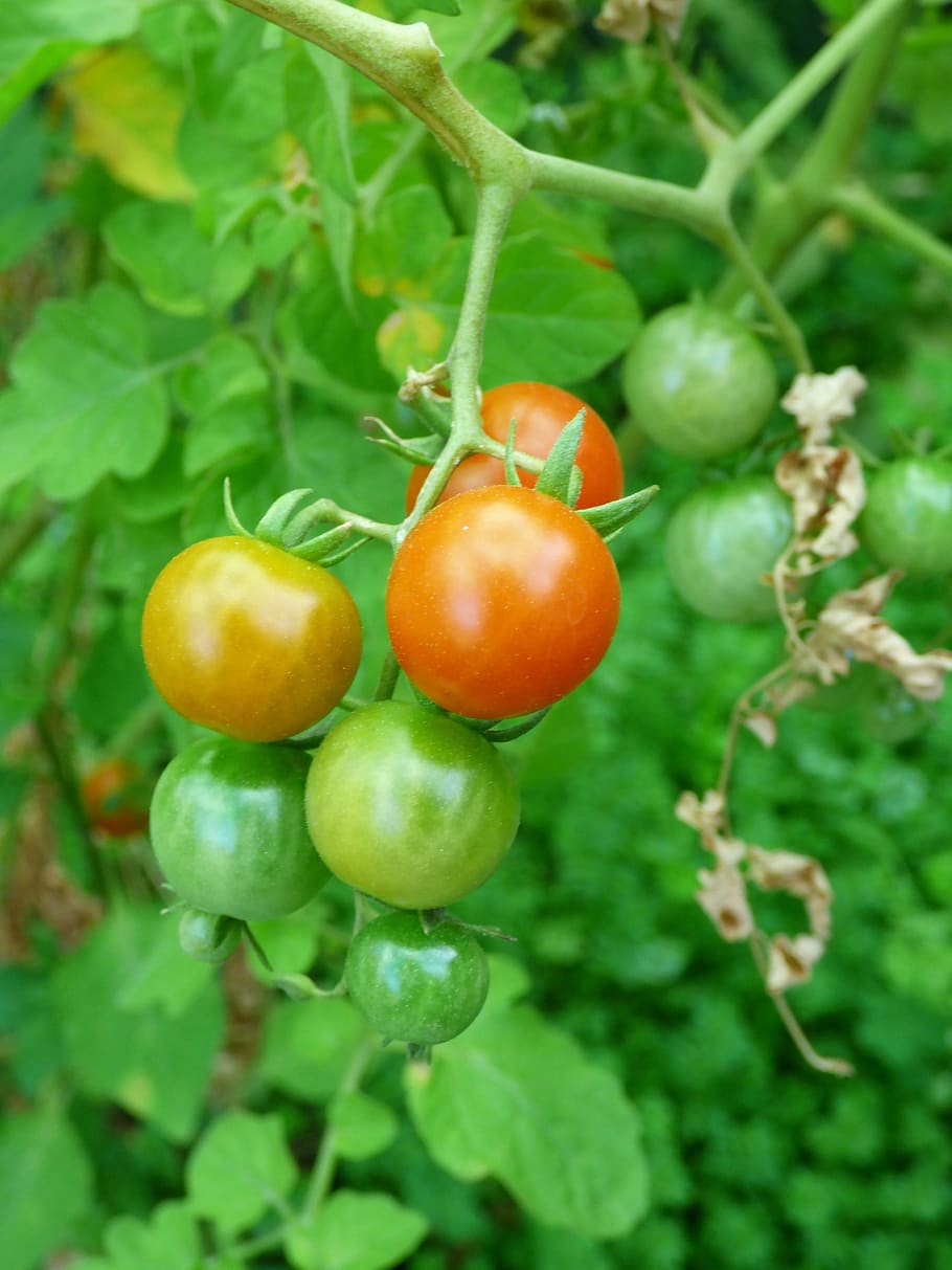 tomato, ripening, green, red, orange, food, agriculture, garden, HD wallpaper