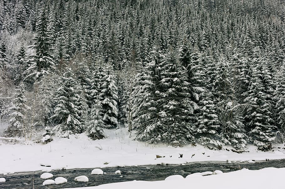 Winter river, landscape, nature, snow, cold - Temperature, forest HD wallpaper