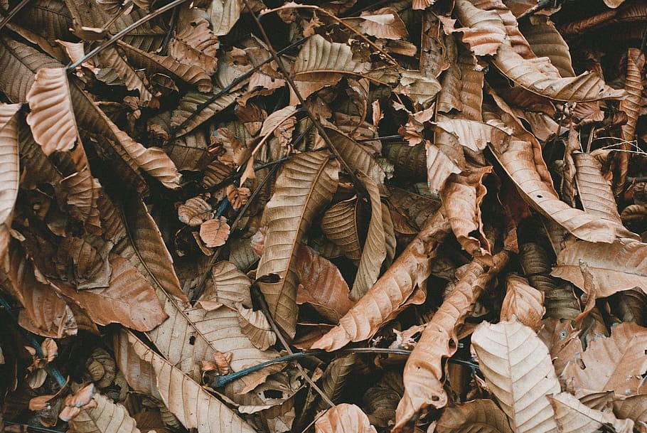 leaves, brown, ground, nature, fall, autumn, outdoors, environment HD wallpaper